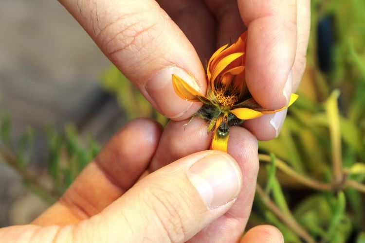 Deceptive daisy remixed its genes to create fake lady flies
