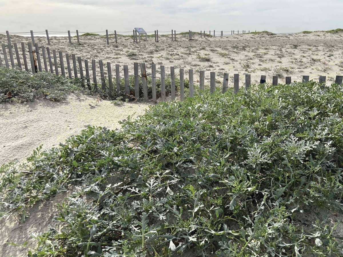 Dune restoration