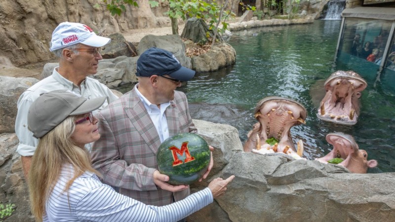 When Hippo Met Watermelon: Miami University's Viral Moment Wins Hearts