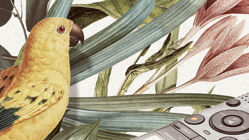 Header image showing illustrations of parrot and a recorder