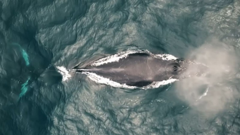 Stanford Develops High-tech Tools to Study Whales in the Wild