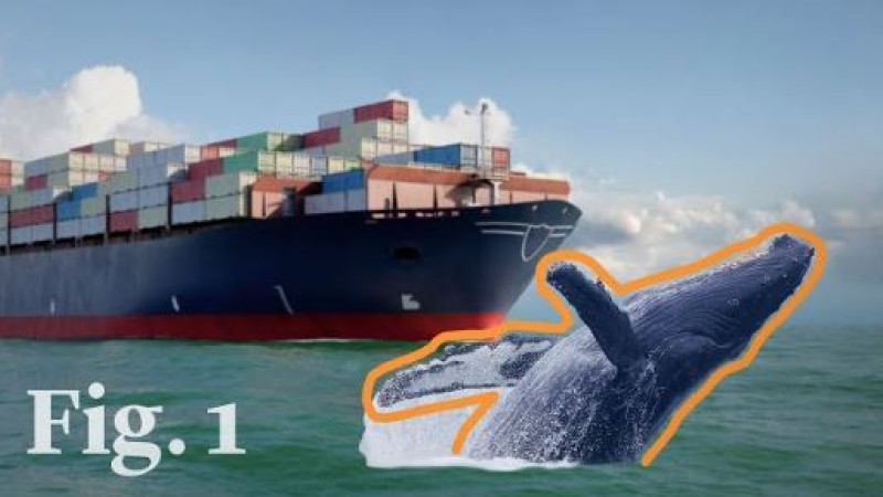 Saving Whales – Breakthrough Tech Stops Deadly Ship Collisions