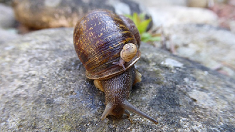#Snaillove